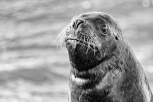 Seelöwenrobbe am Strand Nahaufnahme Porträt foto