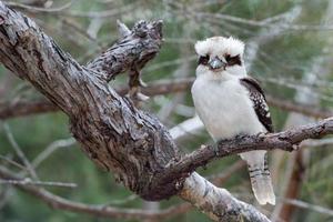 kookaburra australien lachendes vogelporträt foto