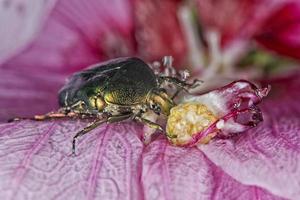 grüner metallischer beatle foto