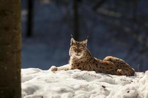 Luchs auf dem Schneehintergrund beim Betrachten Sie foto