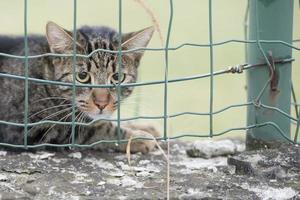 Katze schaut dich dabei an foto