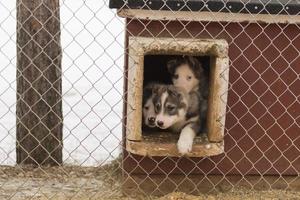 Welpe zwei Monate alter Husky-Hund foto