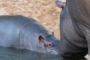 baby und große mutter hippo porträt foto