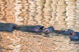 baby und große mutter hippo porträt foto