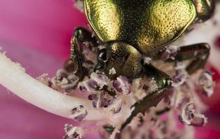 grüner metallischer beatle foto