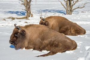 Europäischer Bison, der sich auf Schnee entspannt foto