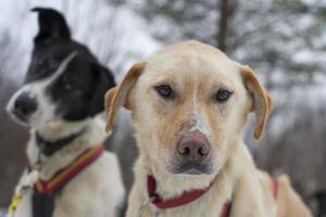 rodeln mit schlittenhund in lappland im winter foto
