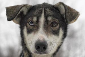 rodeln mit schlittenhund in lappland im winter foto