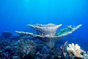 Tauchen im bunten Riff unter Wasser foto