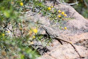 Eidechsenporträt mit langem Schwanz aus Australien foto