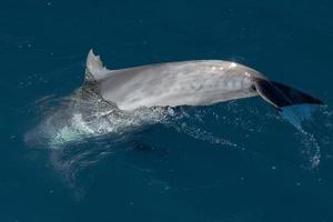 gewöhnliches Delfinflossendetail beim Herunterschwimmen foto