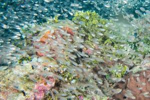 Glas fischt riesige Köderkugel, die sich unter Wasser bewegt foto