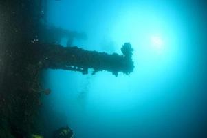 eine Hartkoralle auf einem Schiffswrack im Roten Meer foto