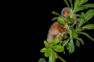 cuscus indonesischer endemischer Affe foto