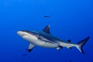 ein grauer Hai, der bereit ist, unter Wasser anzugreifen, Nahaufnahmeporträt foto