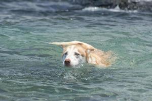 Hunde, die am Strand spielen foto