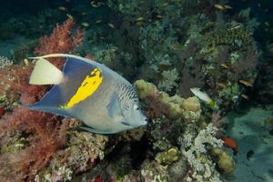 erwachsener Kaiser-Kaiserfisch foto