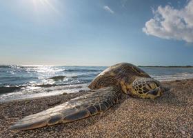 grüne Schildkröte am Strand in Hawaii