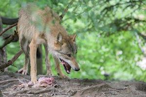 grauer Wolf, der im Waldhintergrund isst