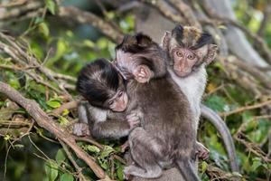 Baby neugeborenes Indonesien-Makaken-Affen-Affenporträt foto