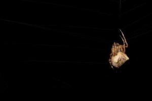isolierte Spinne, die im Web hängt foto