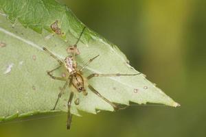 braune Spinne auf einem Blatt foto