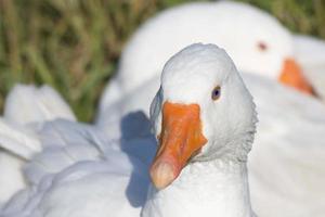 Gans isoliert Nahaufnahmeporträt foto