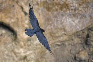 schwarze Krähe fliegt foto