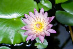 Draufsicht und Nahaufnahme hellviolette Lotusblüte am Morgen. foto