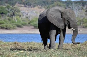 ein elefant weidet am fluss chobe in botswana, afrika foto