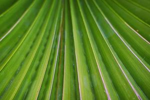 Palme grüne Blätter Textur Hintergrund foto