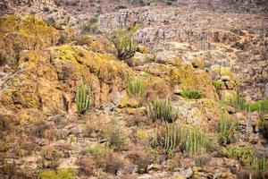 Wüstenlandschaft mit Kakteen in Victoria Guanajuato Mexiko foto