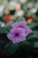 Ästhetische violette Blumen im Garten mit Copyspace an der Spitze foto