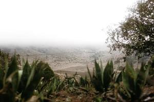 mexikanische Landschaft mit Kakteen und Agaven foto
