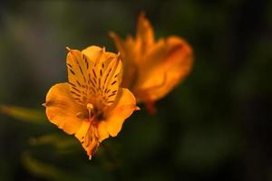 Nahaufnahme einer einzelnen, orangefarbenen, blühenden Taglilienblume. hochwertiges Foto