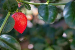 Geburtspflaume Carissa Macrocarpa Früchte foto