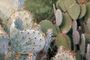 opuntia nopales und kaktus in mexiko zum hintergrund oder zur tapete foto