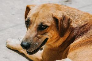 Foto eines gelben Hundes, der für Werbung lächelt