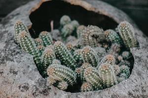 Kaktus im rustikalen Topf für Gartenhintergrund foto