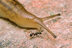 Bild einer Schnecke, die zusammen mit einer Ameise im Garten spazieren geht foto