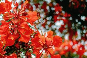 extravagante Baumblüte im Park der Stadt foto