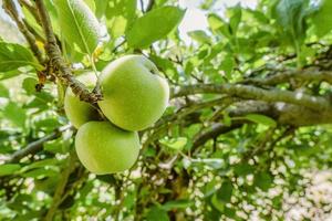 Äpfel noch auf dem grünen Baum foto