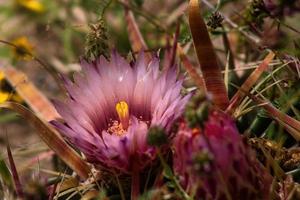 Nahaufnahme der Wüstenkaktusblüte mit Dornen herum foto