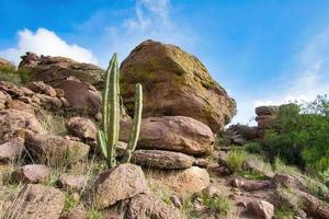 mexikanische Wüstenlandschaft mit Steinen und Kakteen im Hintergrund