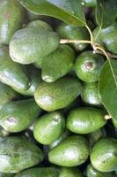 Haufen frisch vom Baum gepflückter Avocados