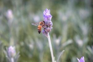Biene bestäubt Lavendelblüten foto