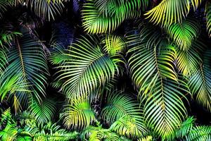 Palmen-Textur-Hintergrund mit Copyspace foto