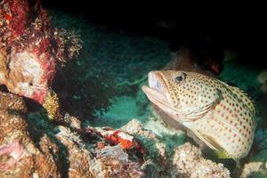 ein zackenbarsch nahaufnahme porträt in raja ampat papua, indonesien foto