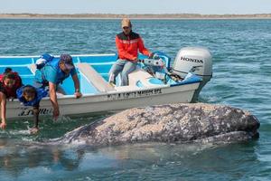 Alfredo Lopez Mateos - Mexiko - 5. Februar 2015 - Grauwal nähert sich einem Boot foto