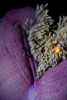 clownfisch in anemone mit garnelen in raja ampat papua, indonesien foto